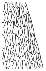 Campylopus clavatus, upper laminal cells at margin, c. 2000 µm above insertion. Drawn from T.W.N. Beckett 1047, CHR 608250.
 Image: R.C. Wagstaff © Landcare Research 2018 